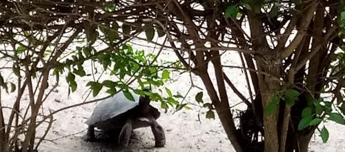 Isabela, spécial tortues terrestres à Puerto Villamil