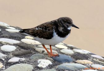 un bel oiseau de mer