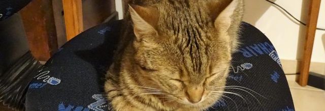 Dimanche c'est chat