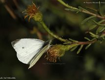 Piéride du Chou - Pieris brassicae - Pieridae