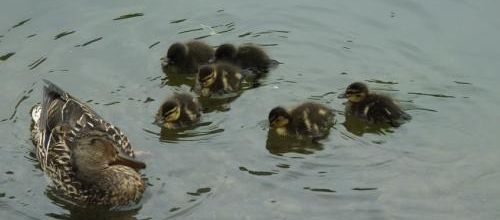 La saga des canards...