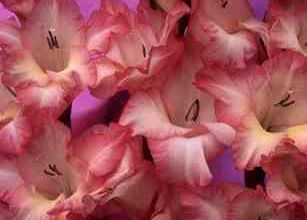 Fleurs