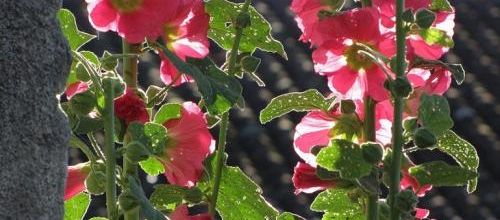 ... dites le avec des fleurs...