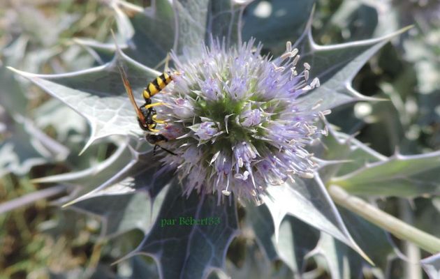 une fleur et une bébète
