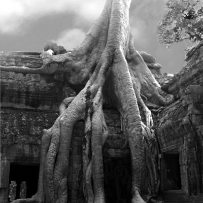 Temple de Ta Prohm - Cambodge (Scan de photos papier)