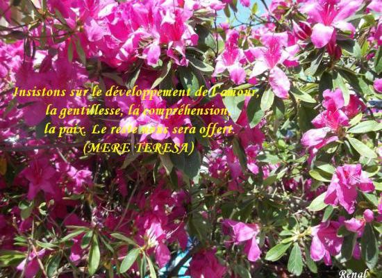 Citations en images : L'amour, la Paix