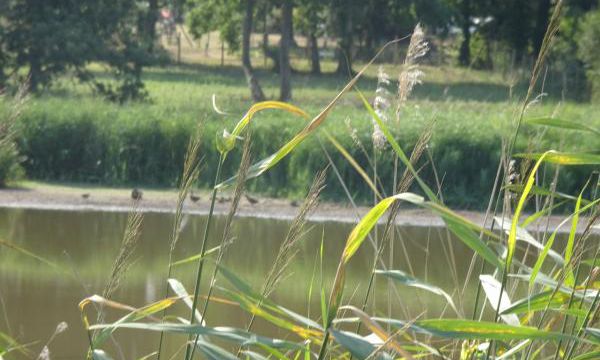 Les conséquences de la canicule sur l'étang de brandu
