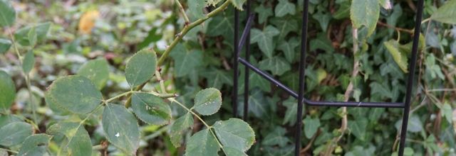 une arche pour Bouquet d'Or