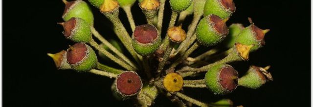 Lierre (2) - Lierre Grimpant - Lierre Commun / Hedera helix - Fruits