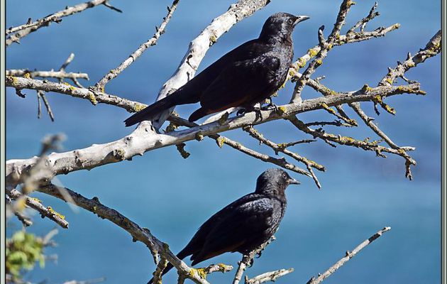 Rufipenne morio, Étourneau africain, Red-winged Starling (Onychognathus morio) - Camps Bay - Le Cap - Afrique du Sud
