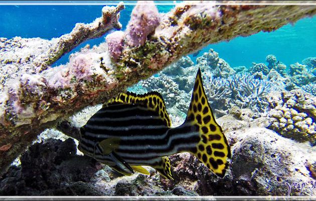 Diagramme ou gaterin oriental, Indian ocean oriental sweetlips (Plectorhinchus vittatus) - Athuruga - Atoll d'Ari - Maldives