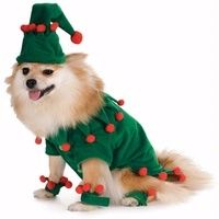 mode fashion dog