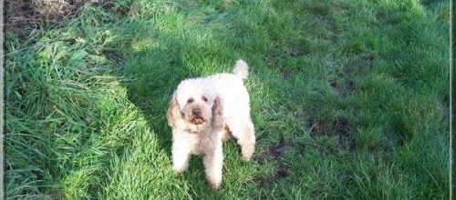 Adieu ma petite Orane. 