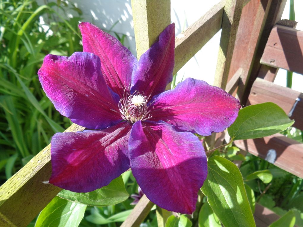 fleurs 