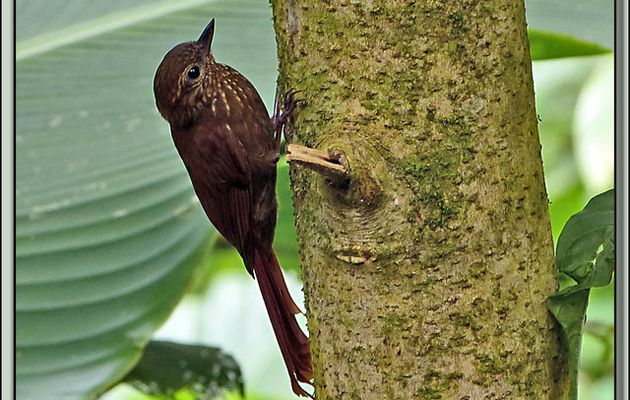 Images du Costa Rica transférées depuis mon ancien blog