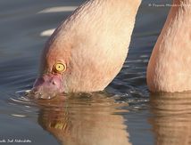 Flamant rose
