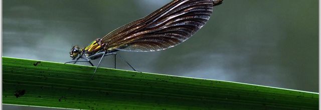 Caloptéryx Vierge (12) - Calopteryx virgo