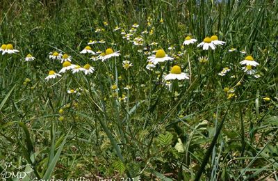 Matricaria chamomilla  -  matricaire camomille