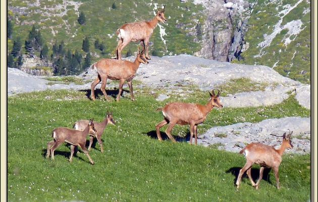 Faune des Pyrénées (Images de mon ancien blog, année 2010)
