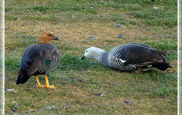 Ouette ou Oie ou Bernache de Magellan, Upland goose, Cauquén (Chloephaga picta) - Île Magdalena - Patagonie - Chili