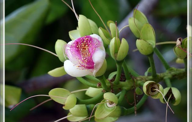Badamier de l'Inde, Bonnet carré, Bonnet d'évêque, Sea poison tree (Barringtonia asiatica) - Nosy Sakatia - Madagascar