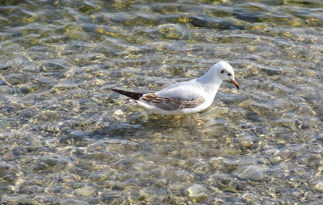 une mouette qui ...