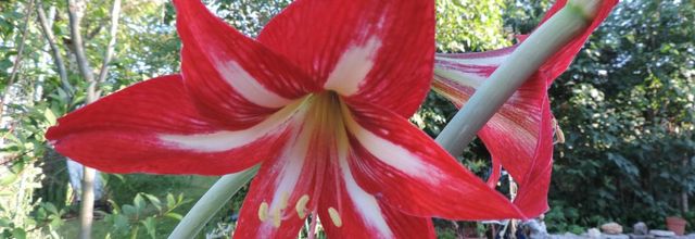 mes fleurs du jardin pour toi !