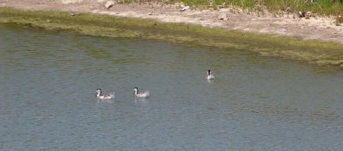balades dans l'Ile de Ré - 5