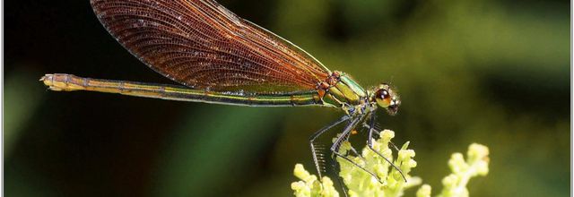 Caloptéryx Vierge (1) - Calopteryx virgo / Femelle