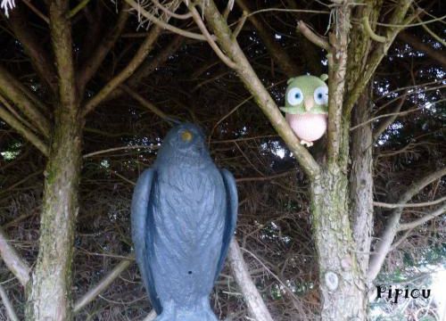 Chouette ou hibou ?