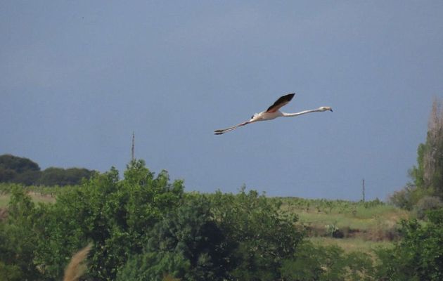 les flamants roses (34)