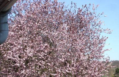 Un bel arbre en fleurs