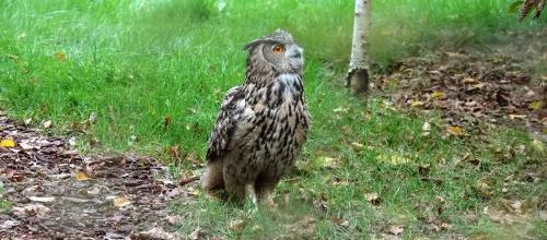 Le Grand-duc, As du camouflage