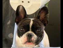Bouledogue Français