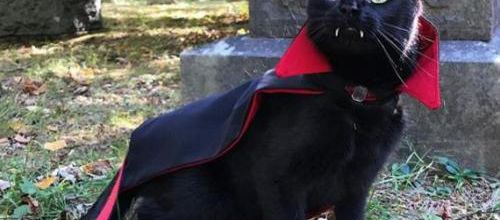 Rien d'anormal chez le chat-vampire Monk