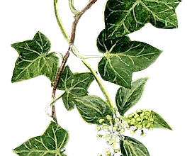 ѼVegetation