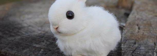 un mignon lapinou 