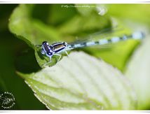 Coénagrion puelle ♂ (Agrion jouvencelle)