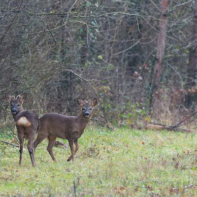 Brocards en forêt de Fontainebleau