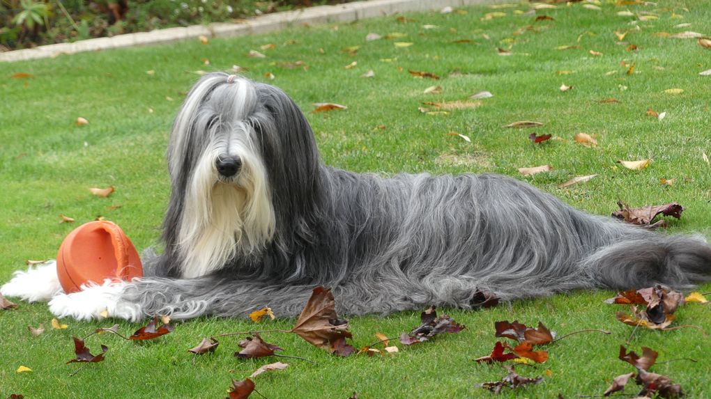 Diaporama Octavia * photos du 15.10.2025