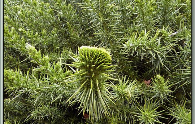 Trois plantes qui changent du tussock et de l'herbe bleue! - New Island - Falkland Islands, Iles Malouines, Islas Malvinas