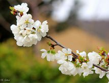 Printemps 2016