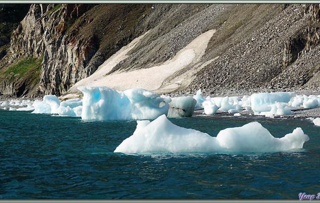 Les Growlers, les Mouettes tridactyles et le Vilain petit canard - Cambridge Point - Coburg Island - Baffin Bay - Nunavut - Canada