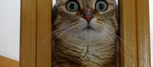 La semaine de Quya : Chat pître 9