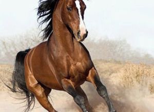 Le Mustang