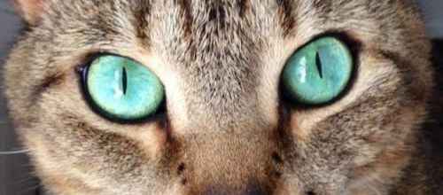 15 chats aux yeux magnifiques