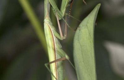 Mante religieuse (Mantis religiosa) 