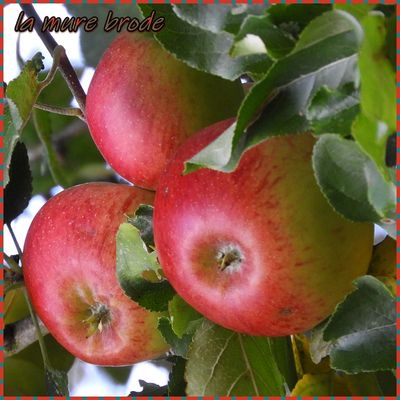 Mes photos de mes promenades ,,, attrape - rêves ,,, couture