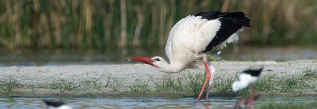 L’urohydrose, un comportement étonnant utilisé par certains oiseaux pour se rafraîchir
