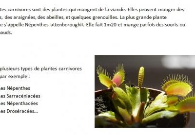 6. Les plantes carnivores, résumé de l´exposé de Jonas et Kevins, par Britney.